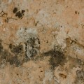 Why Property Assessment in Charleston is Key in Mold Remediation